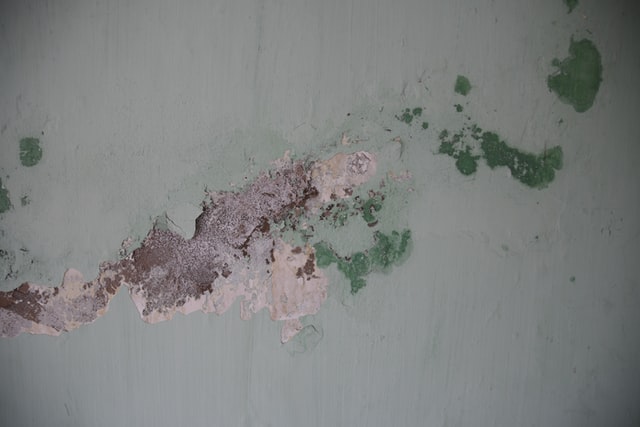 Importance and Benefits of Timing in Mold Removal